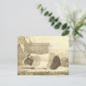 Carte Postale Cochon de Guinée vintage (Debout devant)
