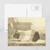 Carte Postale Cochon de Guinée vintage (Devant / Derrière)