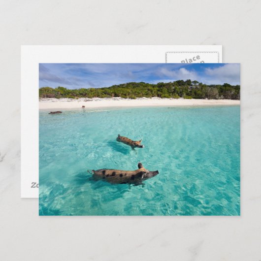Carte Postale Cochon de natation d'Exuma (Devant / Derrière)