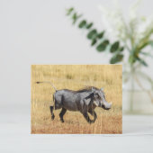 Carte Postale Cochon de Savanne (Debout devant)