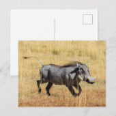 Carte Postale Cochon de Savanne (Devant / Derrière)