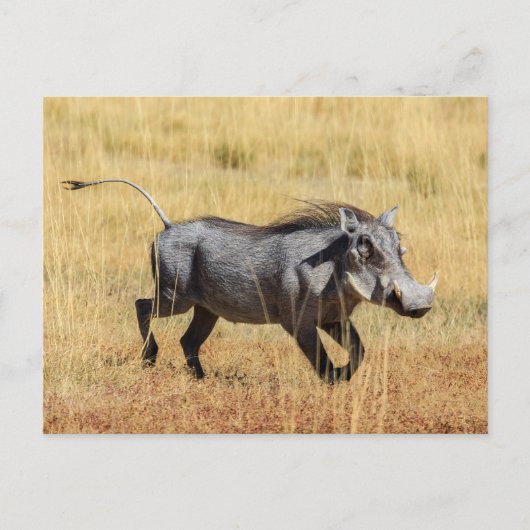 Carte Postale Cochon de Savanne (Devant)