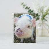 Carte Postale Cochon de ventre mignon (Debout devant)