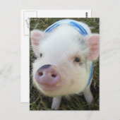 Carte Postale Cochon de ventre mignon (Devant / Derrière)