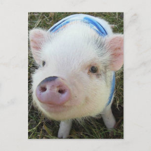 Carte Postale Cochon de ventre mignon