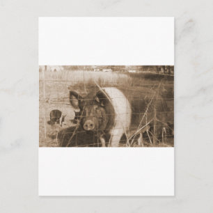 Carte Postale Cochon des années 1960