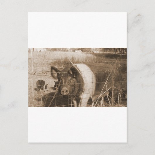 Carte Postale Cochon des années 1960 (Devant)