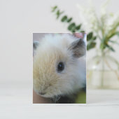 Carte Postale Cochon d'Inde (Debout devant)