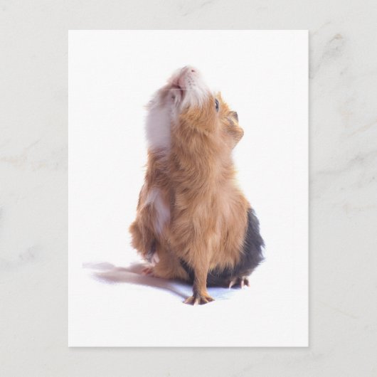 Carte Postale cochon d'Inde, (Devant)