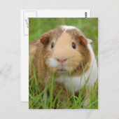 Carte Postale Cochon d'Inde orange et blanc mignon dans l'herbe (Devant / Derrière)