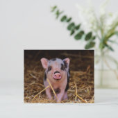 Carte Postale Cochon doux (Debout devant)