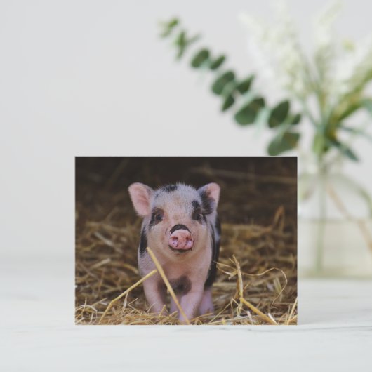 Carte Postale Cochon doux (Debout devant)