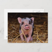 Carte Postale Cochon doux (Devant / Derrière)