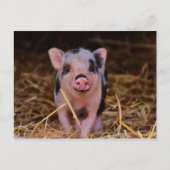 Carte Postale Cochon doux (Devant)
