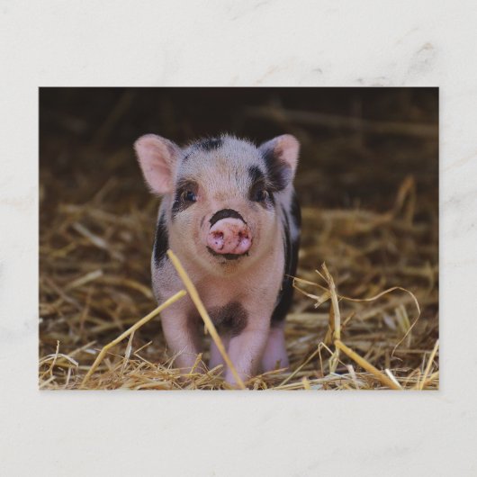 Carte Postale Cochon doux (Devant)