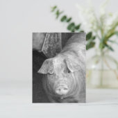 Carte Postale Cochon en noir et blanc (Debout devant)