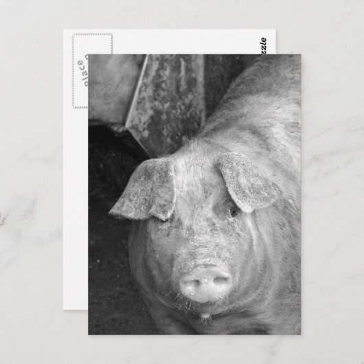 Carte Postale Cochon en noir et blanc (Devant / Derrière)