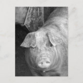 Carte Postale Cochon en noir et blanc (Devant)