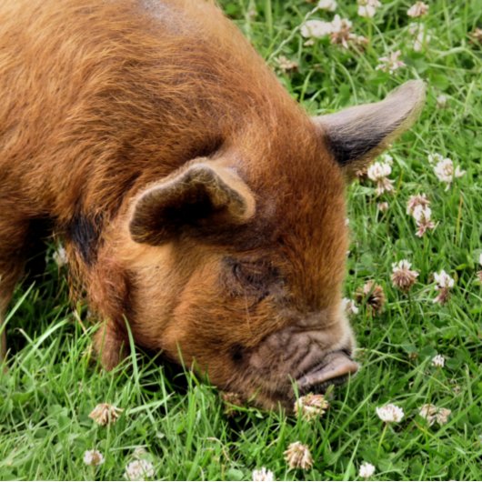 CARTE POSTALE COCHON MIGNON