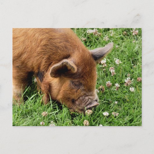 CARTE POSTALE COCHON MIGNON (Devant)