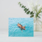 Carte Postale Cochon qui nage d'Exuma (Debout devant)