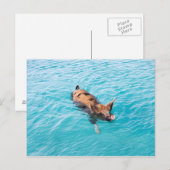 Carte Postale Cochon qui nage d'Exuma (Devant / Derrière)