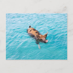 Carte Postale Cochon qui nage d'Exuma