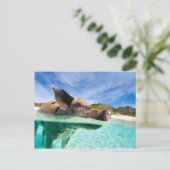 Carte Postale Cochon qui nage d'Exuma (Debout devant)