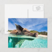 Carte Postale Cochon qui nage d'Exuma (Devant / Derrière)