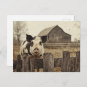 Carte Postale Cochon vintage sur une ferme (Devant / Derrière)
