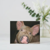 Carte Postale Cochonnet Rose (Debout devant)