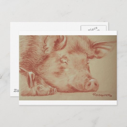 Carte Postale Cochons (Devant / Derrière)