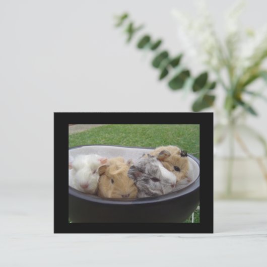 Carte Postale cochons (Debout devant)