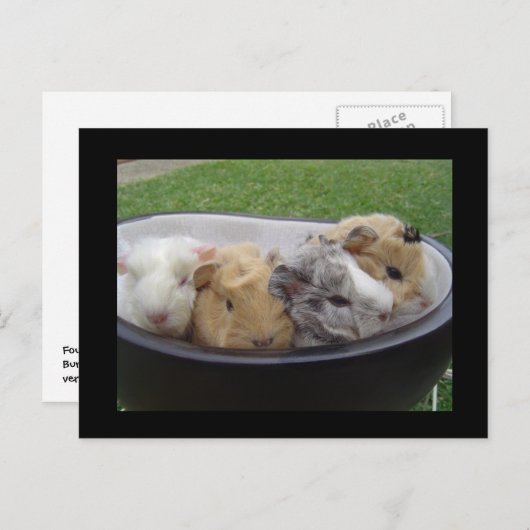 Carte Postale cochons (Devant / Derrière)