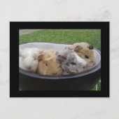 Carte Postale cochons (Devant)