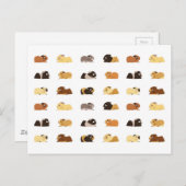 Carte Postale Cochons de Guinée (Devant / Derrière)