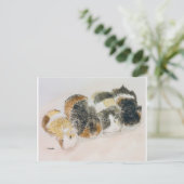 Carte Postale cochons de Guinée (Debout devant)