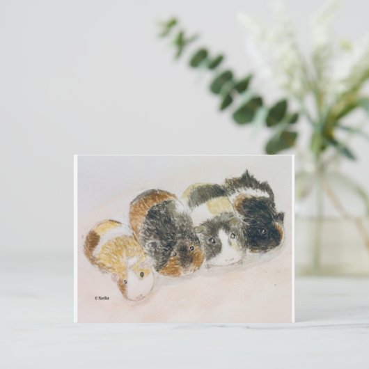 Carte Postale cochons de Guinée (Debout devant)