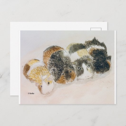 Carte Postale cochons de Guinée (Devant / Derrière)