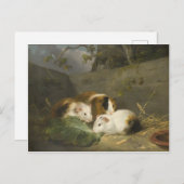 Carte Postale Cochons de Guinée (par George Morland) (Devant / Derrière)