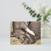 CARTE POSTALE COCHONS MIGNONS (Debout devant)