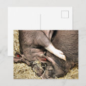CARTE POSTALE COCHONS MIGNONS (Devant / Derrière)