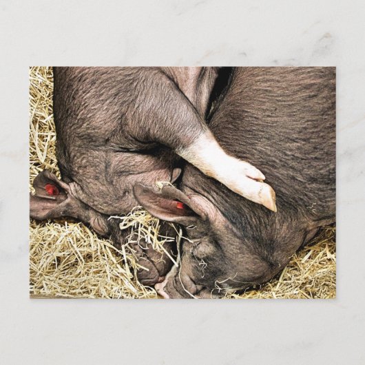 CARTE POSTALE COCHONS MIGNONS (Devant)