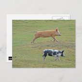 Carte Postale Cochons volants (Devant / Derrière)