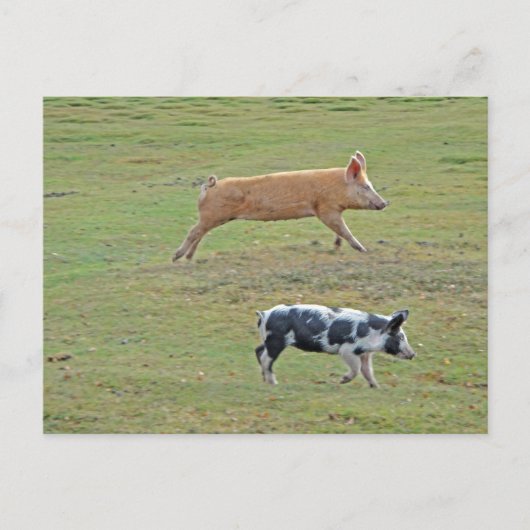 Carte Postale Cochons volants (Devant)