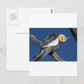 Carte Postale Cockatiel (Devant / Derrière)