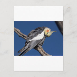 Carte Postale Cockatiel
