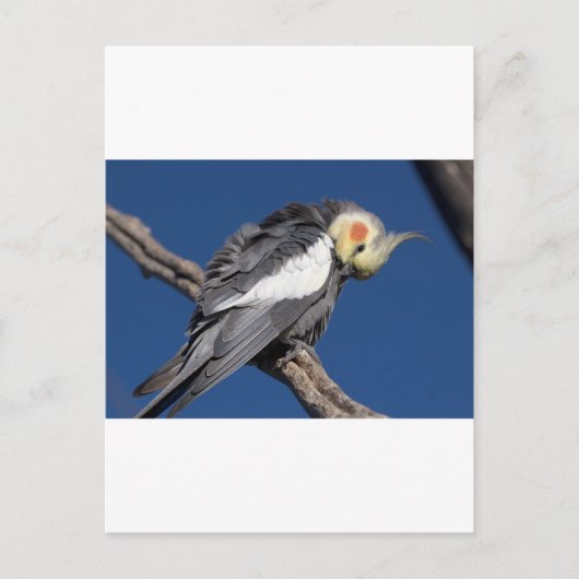 Carte Postale Cockatiel (Devant)