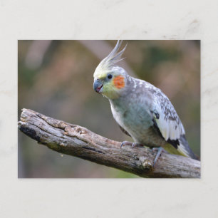 Carte Postale Cockatiel budgerigar perché sur branche