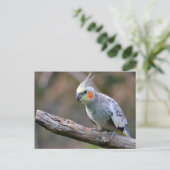Carte Postale Cockatiel budgerigar perché sur branche (Debout devant)